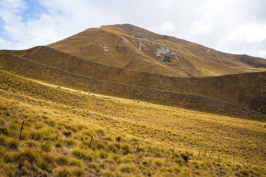 Nassella trichotoma field on a hill in Lindis Pass, New Zealand