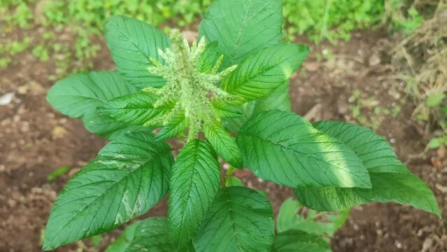 wild spinach plant