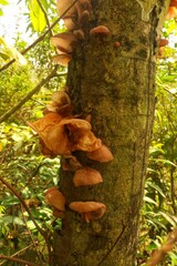 Ear fungus has the scientific name 