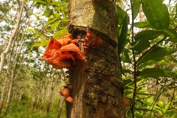 Ear fungus has the scientific name 