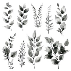 hand drawn greenery plants designs on a white background, black and white hand painted