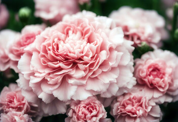 'Day flowers Happy Carnation Mothers lettering Mother Day Happy Carnation Flowers Concept Retro Vector Design Heart Nature Vintage Art Ribbon Illustration Spring Love Gift Floral Poster Template'