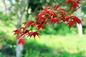 新緑の緑に赤いノムラモミジのひと枝