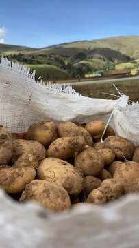 Video of fresh potatoes harvesting in Peru. Concept of food.