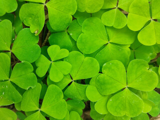 Texture - fresh green leaves of clover