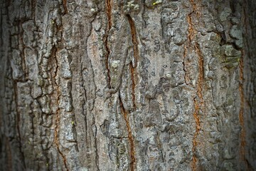 bark of a tree