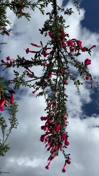 Video of the cantuta plant, national plant representing peru.