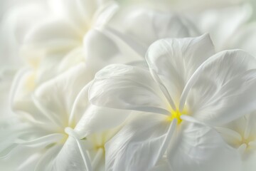 beautiful white flowers background