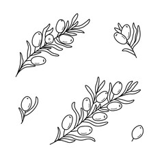 Set of sea buckthorn branches. Vector illustration of a healing edible berry. Drawing for the packaging design.