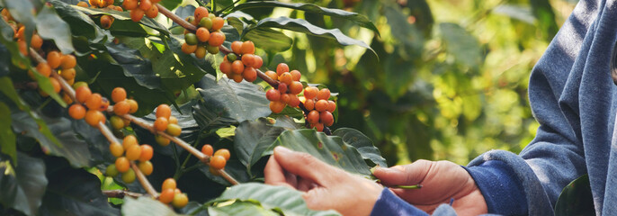 Banner Man Hands harvest Yellow Bourbon coffee bean ripe berries plant fresh seed coffee tree...