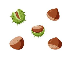 Chestnut vector illustration. Cartoon drawing of chestnut nuts in a shell. Isolated on white.
