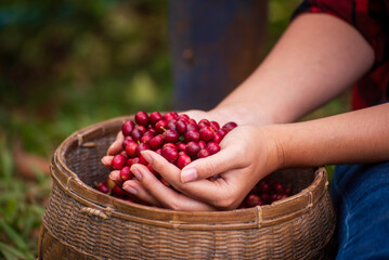 Close up hands harvest red seed in basket robusta arabica plant farm. Coffee plant farm woman Hands...