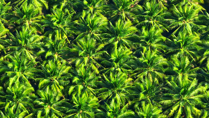 Lush coconut plantations sprawl beneath the azure sky, a tropical paradise for export. Drone captures the verdant beauty. Agriculture and cultivation concept.
