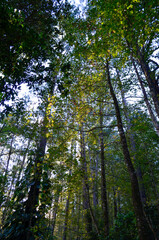 Trees in the forest of Celaque
