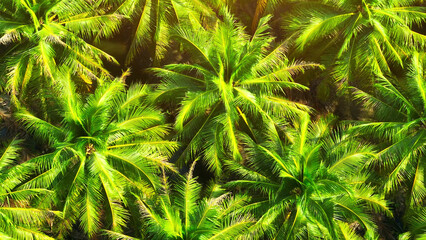 Drone imagery reveals a meticulously managed coconut plantation, showcasing the use of cutting-edge...