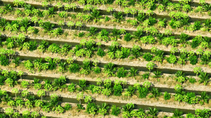 A bird's-eye view of a thriving coconut and papaya plantation, where the emerald canopy of palms meets the golden papaya groves. Nature's artwork.
