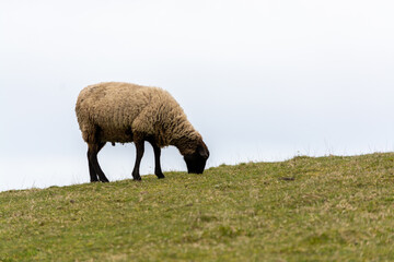  Oveja (Ovis aries) pastando en el campo.