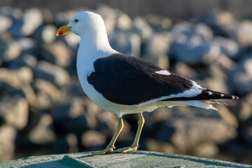  Gaviota Dominicana (Larus dominicanus)