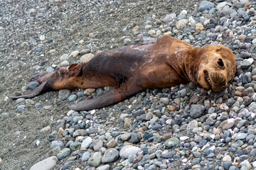 Cadáver de lobo marino en las costas del sur de Chile