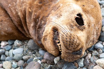 Naklejka premium Cadáver de lobo marino en las costas del sur de Chile