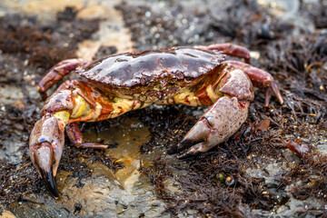 Close-up of Red Rock Crab (Cancer Productus) 