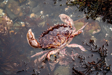 Red Rock Crab (Cancer Productus) on the shore of the Pacific Ocean at low tide, Fitzgerald Marine...