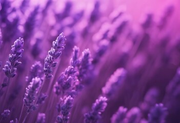 'bright purple design background gradient trend pattern abstract illustration beautiful color lavender light trendy'