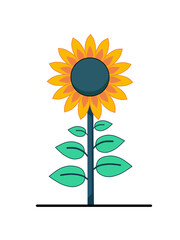 vector illustration of sunflowers in minimalist and flat style isolated on white background