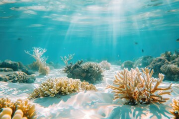 Fototapeta na wymiar Captured: the tranquil beauty of white sea sand, teeming with life in coral reefs and vibrant aquatic vegetation below