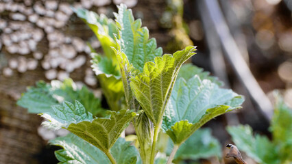 Southern Urals, shoots of common nettle (Urtica dioica) in early spring in the forest.