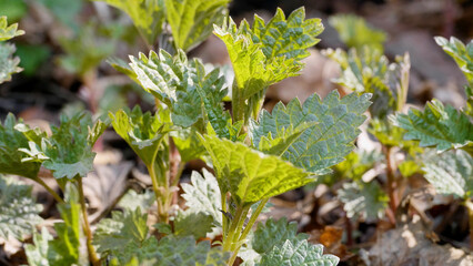Southern Urals, shoots of common nettle (Urtica dioica) in early spring in the forest.