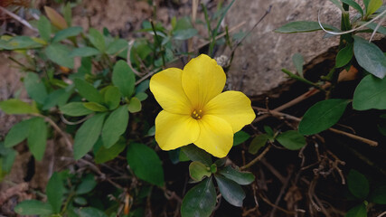Linum Flavum, Golden flax or Yellow Flax Flower
