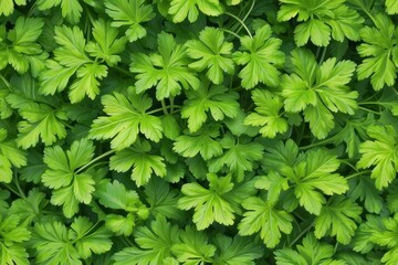 Fresh green parsley leaves close-up pattern background. Generative AI 
