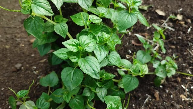 peperomia plant
