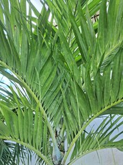 palmeira de folhas verdes