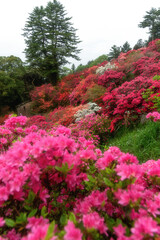 茨城県笠間市　ツツジ満開の笠間つつじ公園