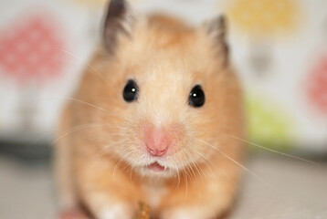 Close-up of an adorable golden hamster
