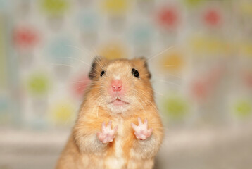 A golden hamster is holding out his adorable paws
