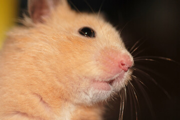 Obraz premium Close-up of an adorable golden hamster