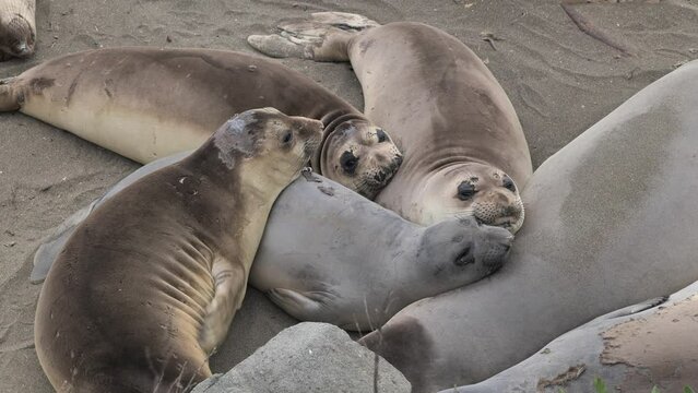 A colony of Northern Elephant Seal
(Mirounga angustirostris) on the Pacific coast of California.
