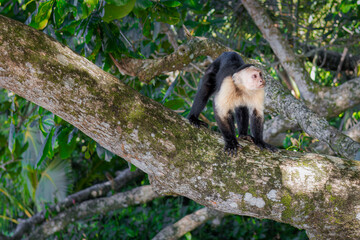 Monkey on the tree