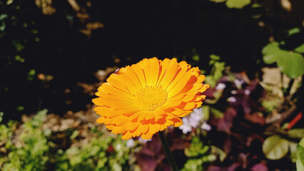 Pot merigold or Gerbera Flower
