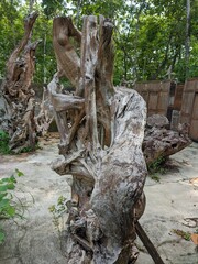 old teak wood