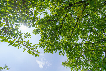 新緑の葉を見上げる