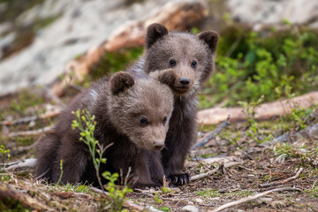 Brown bears standing in forest