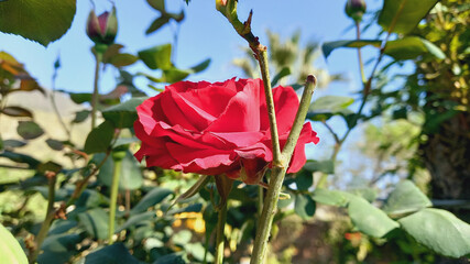 A Flower of Beautiful Rose
