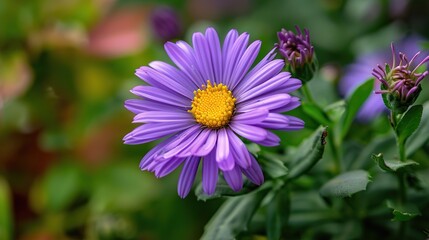 A purple flower with yellow center and water droplets on the petals