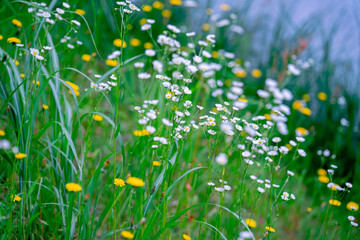 ハルジオンとたんぽぽ