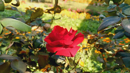 A beautiful Rose of Garden
