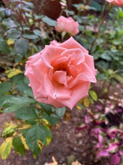 Natural photos